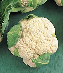 First White Hybrid Cauliflower